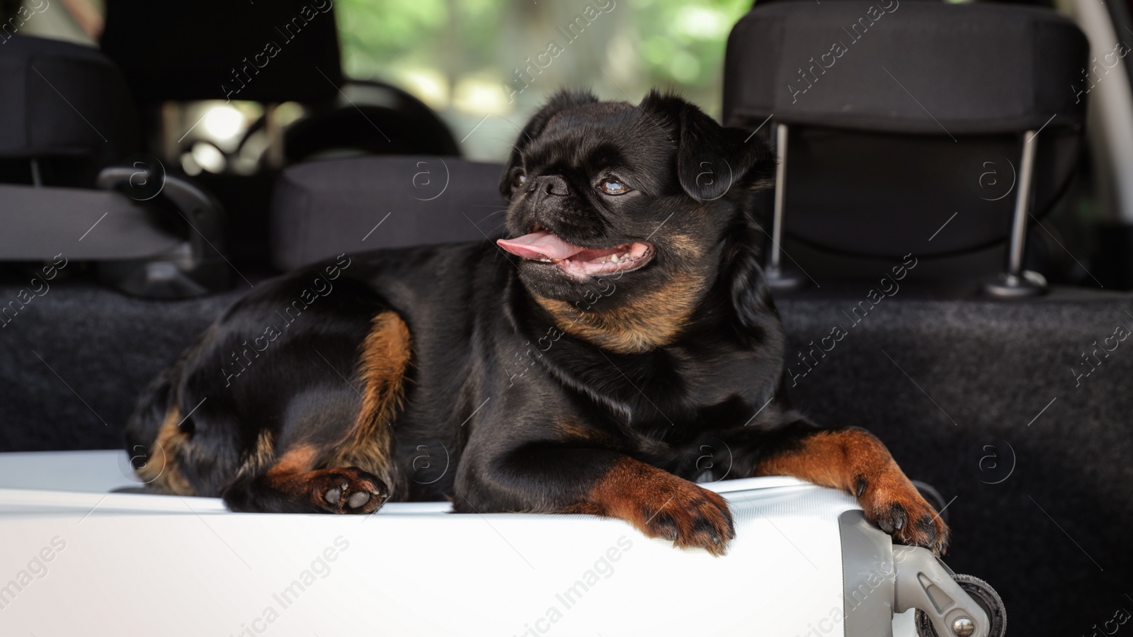 Photo of Cute Petit Brabancon dog lying on suitcase in car trunk