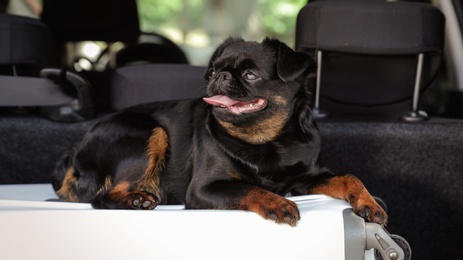 Cute Petit Brabancon dog lying on suitcase in car trunk