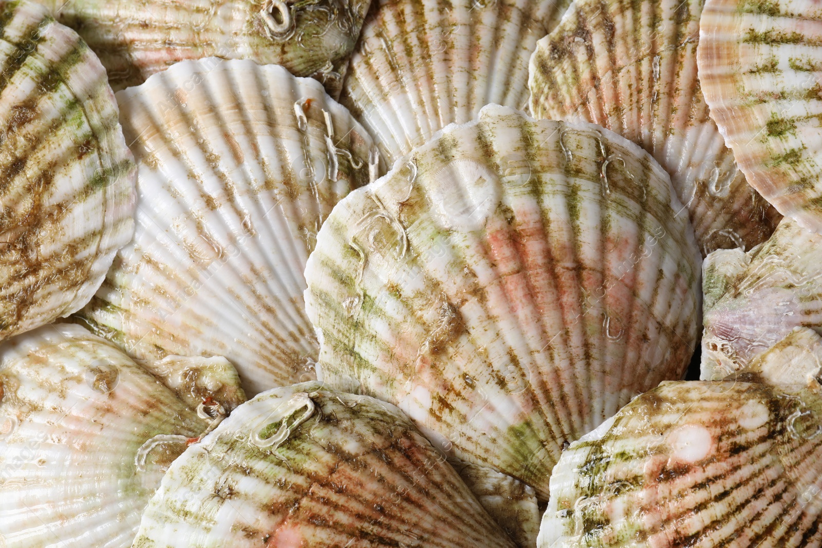 Photo of Fresh raw scallops in shells as background, top view