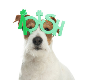 Photo of Jack Russell terrier with Irish party glasses on white background. St. Patrick's Day