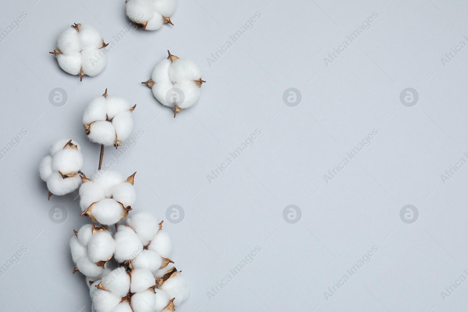 Photo of Beautiful cotton flowers on light grey background, flat lay. Space for text
