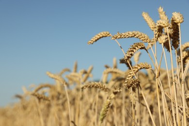 Beautiful agricultural field with ripening wheat under blue sky, closeup. Space for text