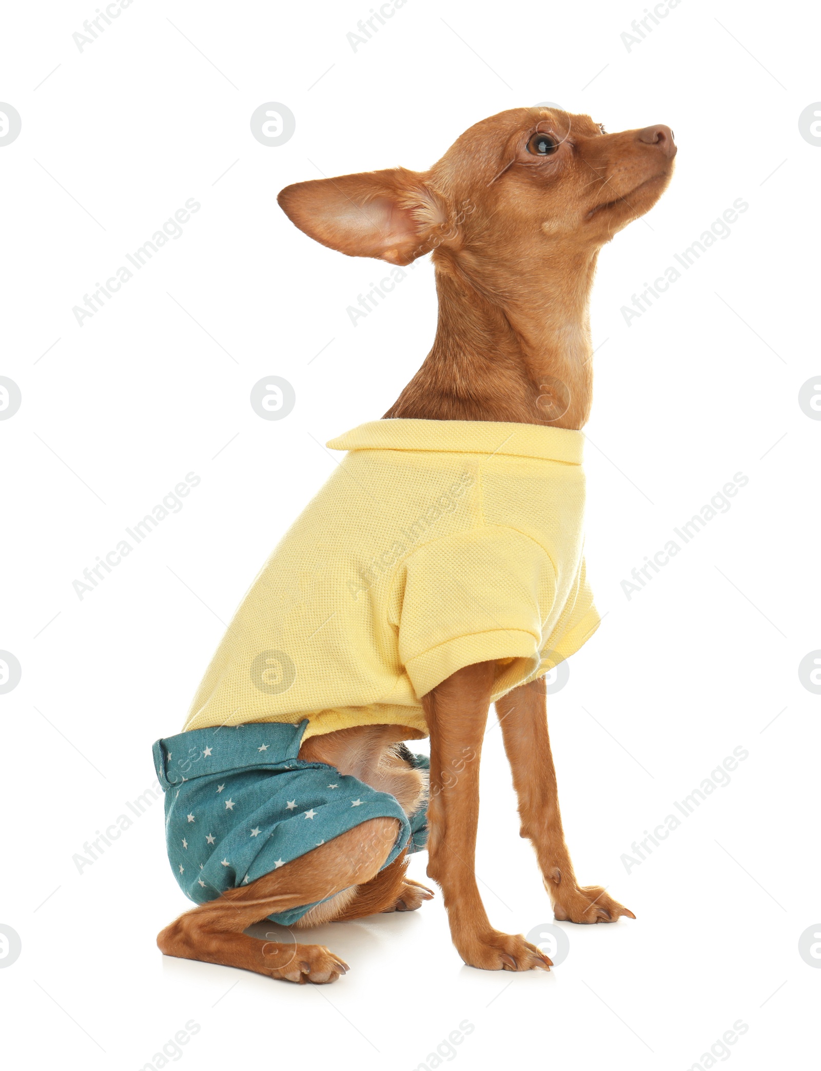 Photo of Cute toy terrier in funny clothes isolated on white. Domestic dog