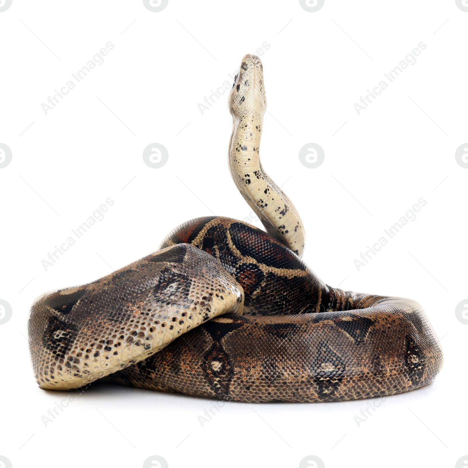 Photo of Brown boa constrictor on white background. Exotic snake