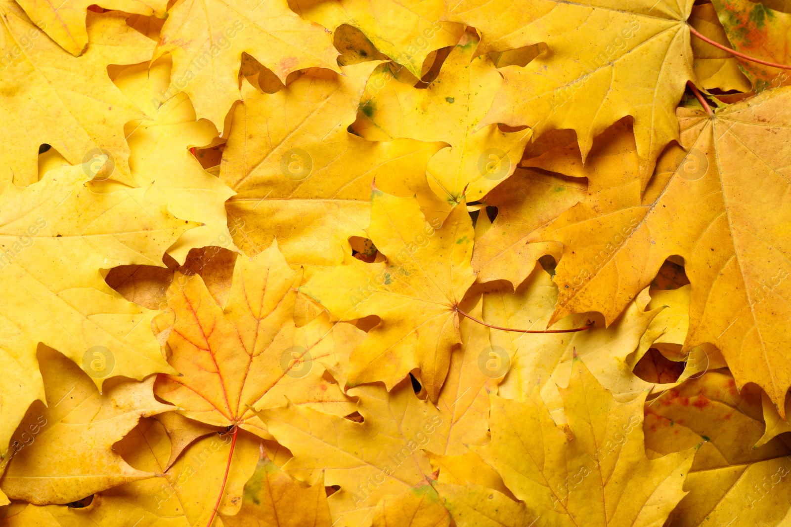 Photo of Yellow autumn leaves as background, top view