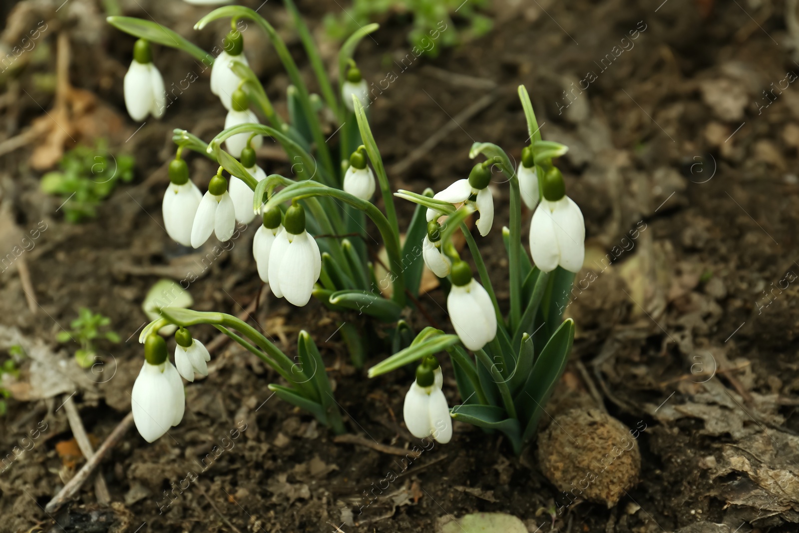 Photo of Fresh blooming snowdrop flowers growing in soil outdoors, above view
