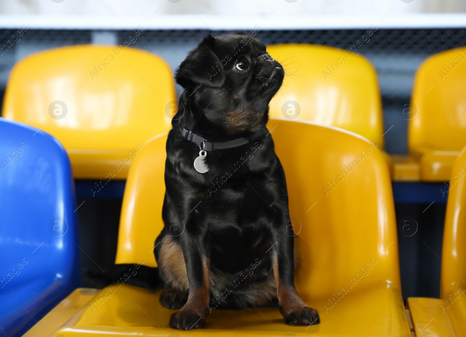 Photo of Cute black Petit Brabancon on yellow chair at dog show