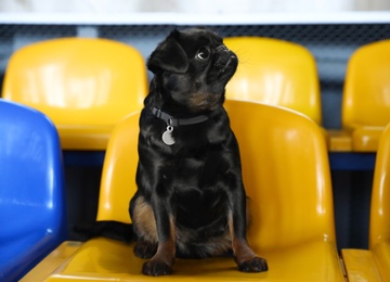 Photo of Cute black Petit Brabancon on yellow chair at dog show