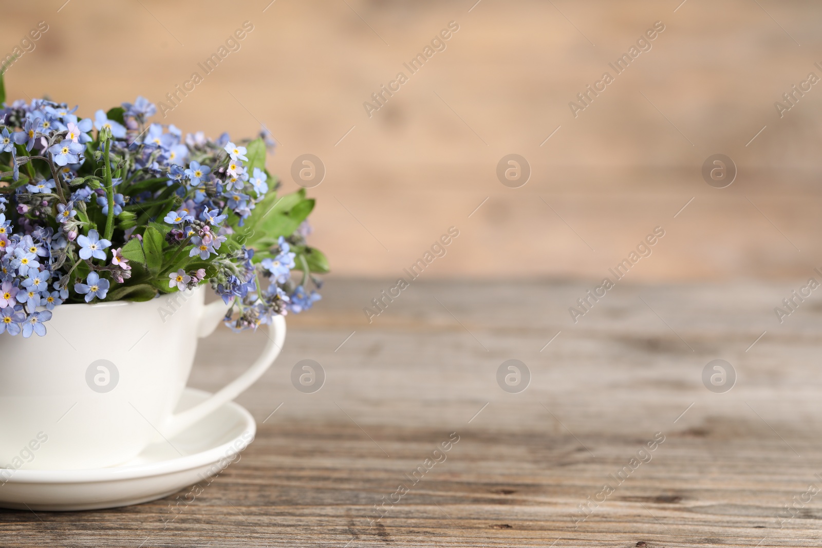 Photo of Beautiful forget-me-not flowers in cup and saucer on wooden table, closeup. Space for text