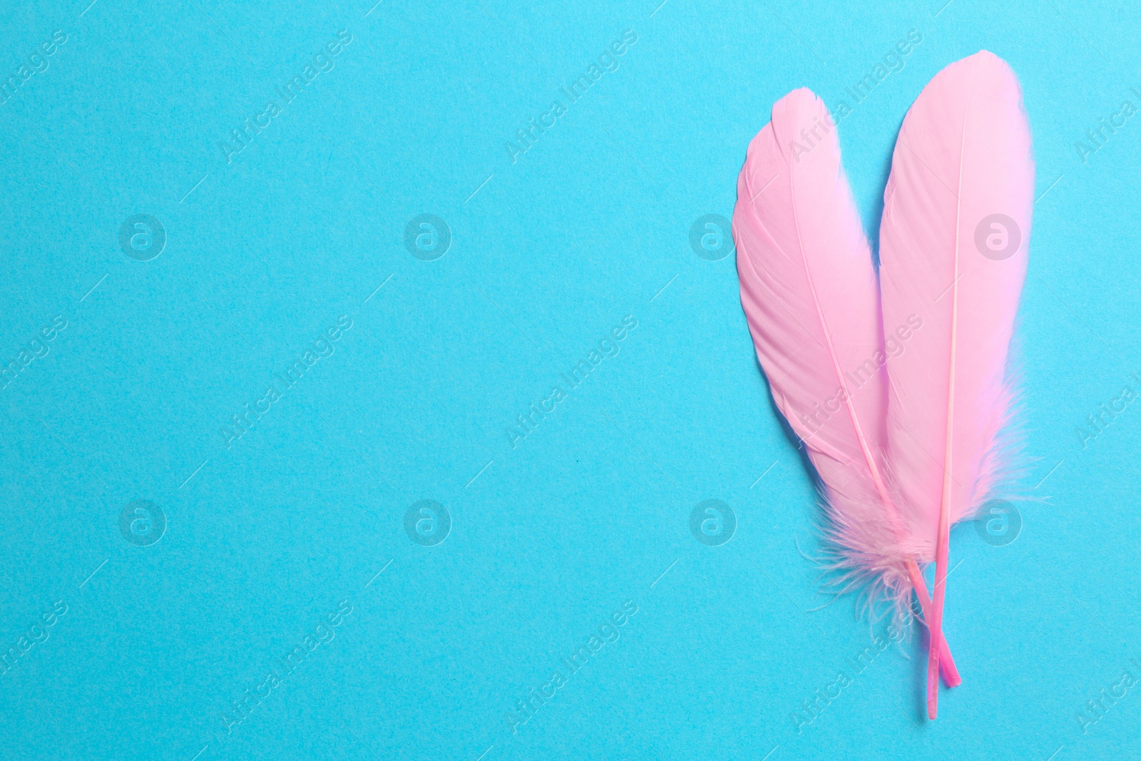 Photo of Beautiful pink feathers on light blue background, top view. Space for text