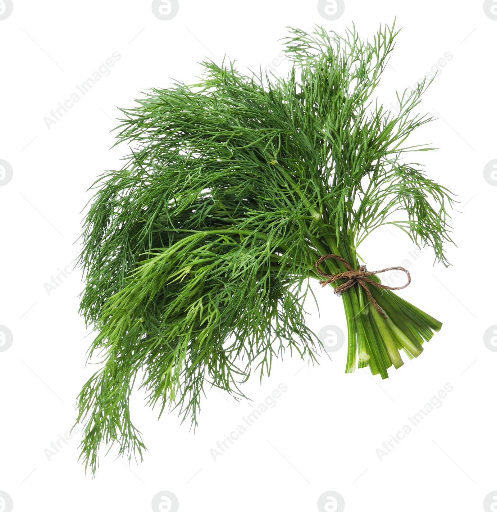 Photo of Bunch of fresh dill isolated on white