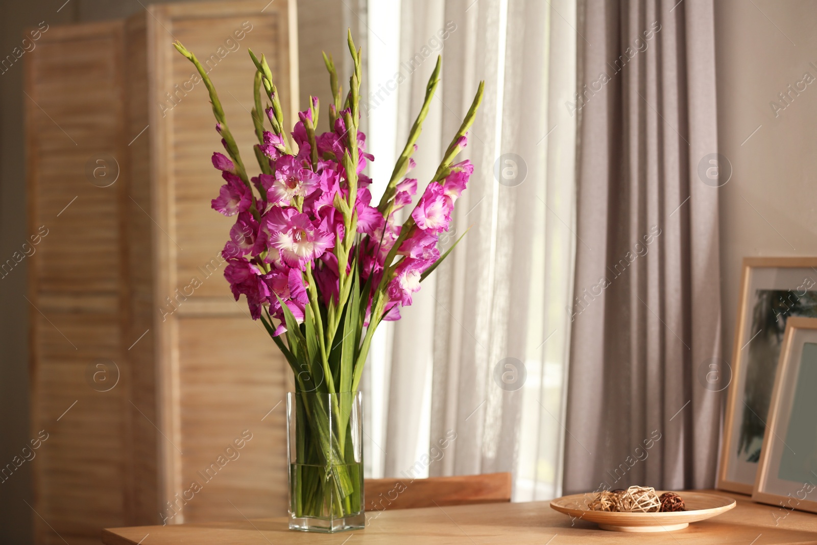 Photo of Vase with beautiful pink gladiolus flowers on wooden table in room, space for text