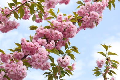 Beautiful blossoming sakura tree against blue sky, closeup