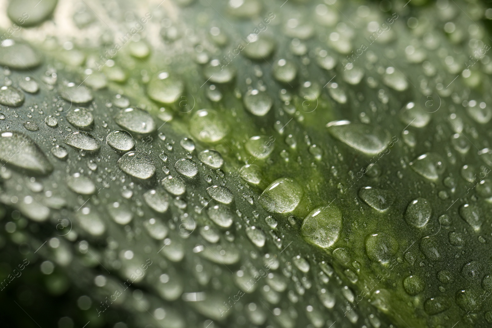 Photo of Closeup view of beautiful green leaf with dew drops as background