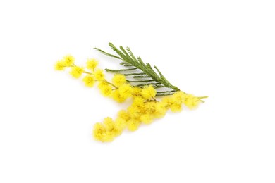 Beautiful mimosa plant with yellow flowers isolated on white, top view