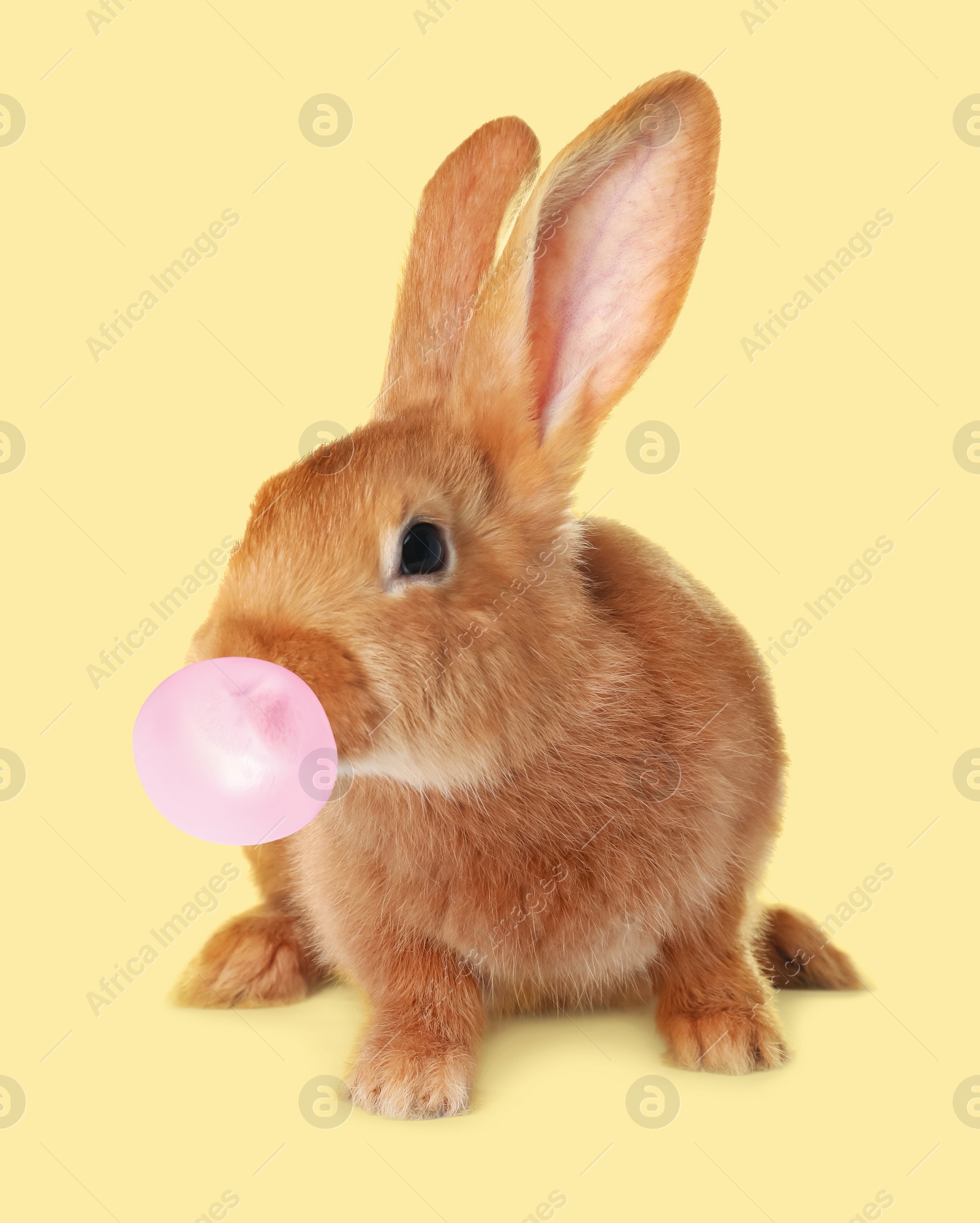 Image of Cute bunny with bubble of chewing gum on pale yellow background