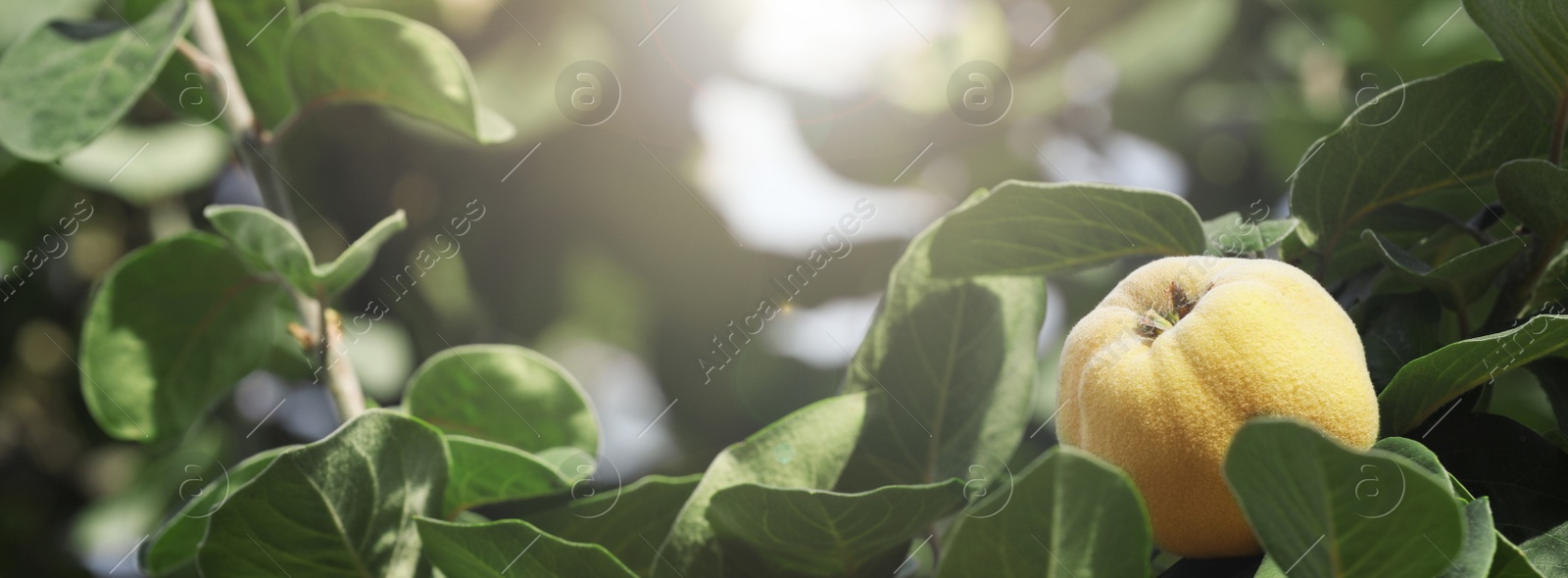 Image of Closeup view of quince tree with fruit outdoors. Banner design