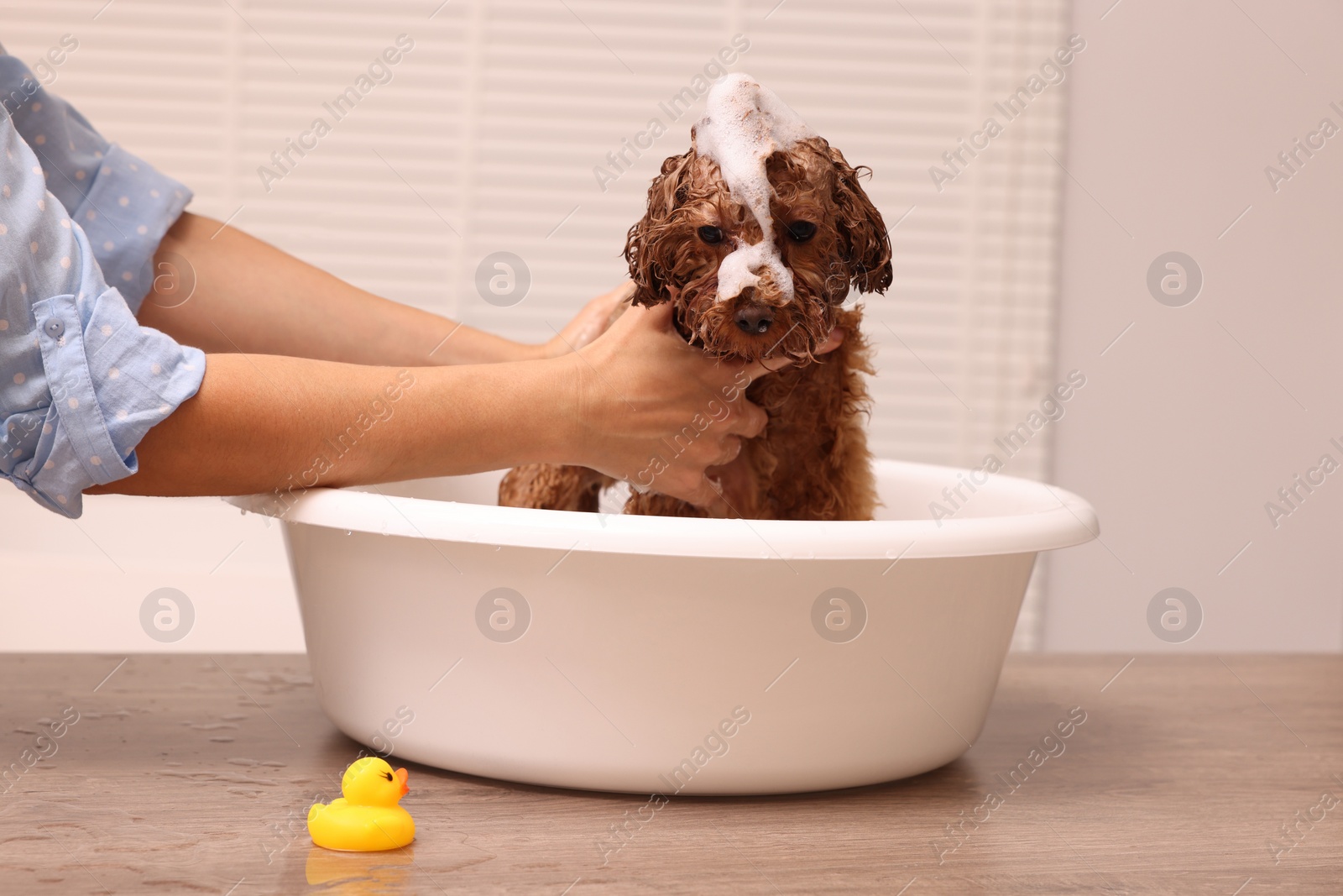 Photo of Woman washing cute Maltipoo dog in basin indoors. Lovely pet