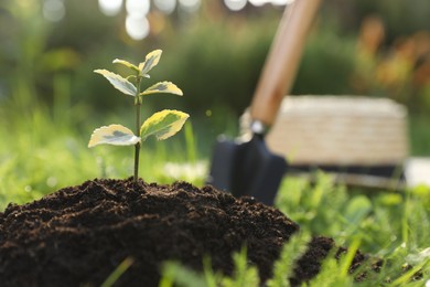 Seedling growing in fresh soil outdoors. Planting tree