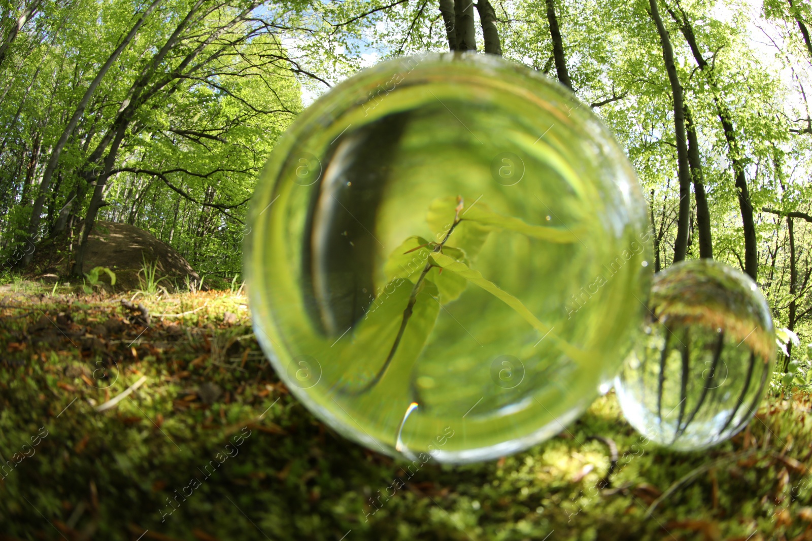 Photo of Beautiful plant growing outdoors, overturned reflection. Crystal balls in forest