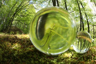 Photo of Beautiful plant growing outdoors, overturned reflection. Crystal balls in forest