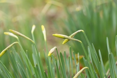 Photo of Beautiful unopened daffodils outdoors on spring day, closeup