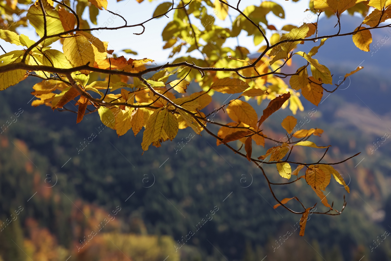 Photo of Beautiful tree with bright autumn leaves outdoors on sunny day, space for text