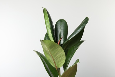 Photo of Beautiful rubber plant on white background. Home decor