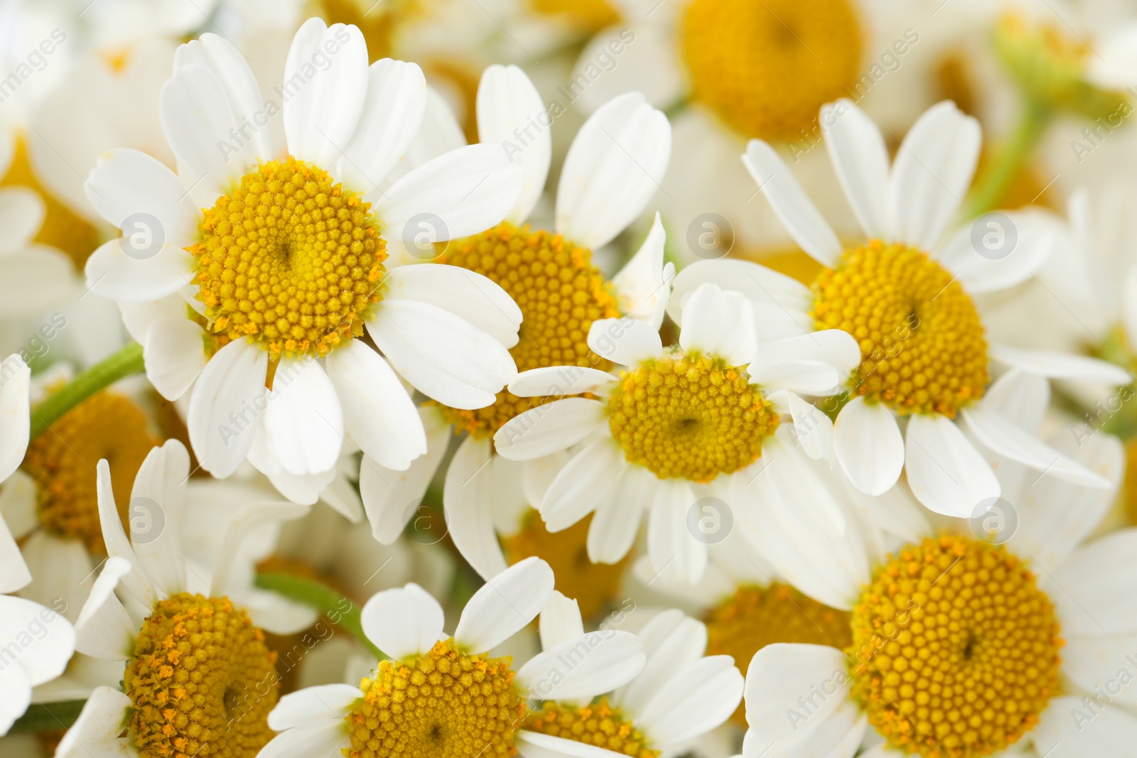 Photo of Many beautiful blooming chamomiles as background, closeup