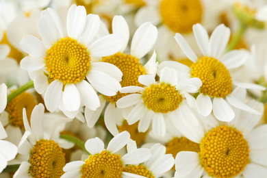 Many beautiful blooming chamomiles as background, closeup