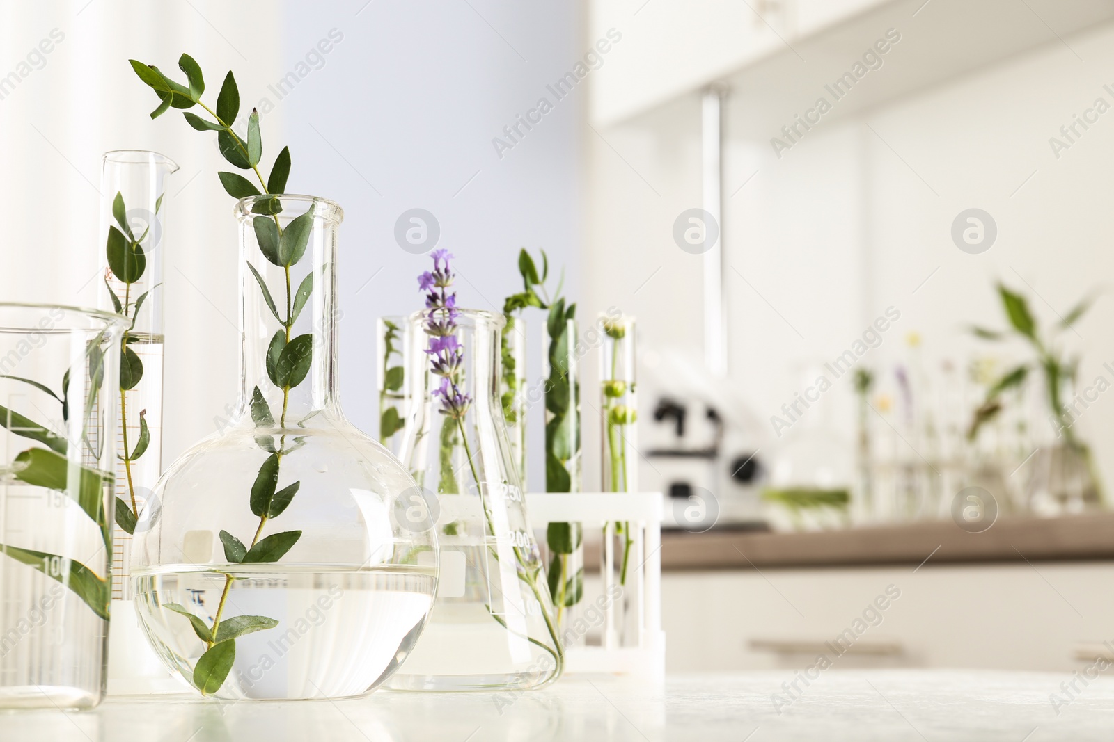 Photo of Laboratory glassware with different plants on table indoors