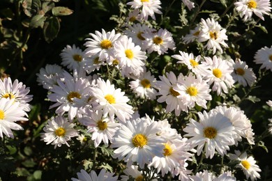 Photo of Many beautiful chamomile flowers growing in garden