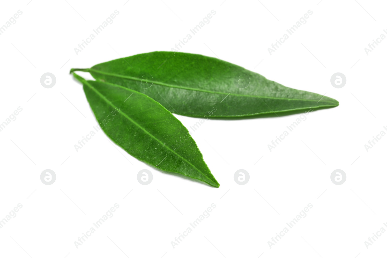 Photo of Fresh green tangerine leaves on white background