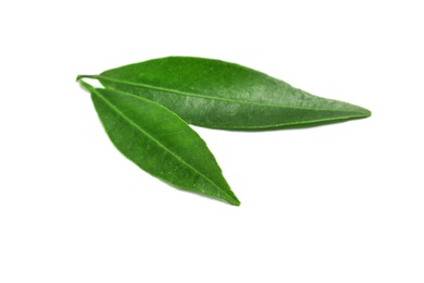 Fresh green tangerine leaves on white background