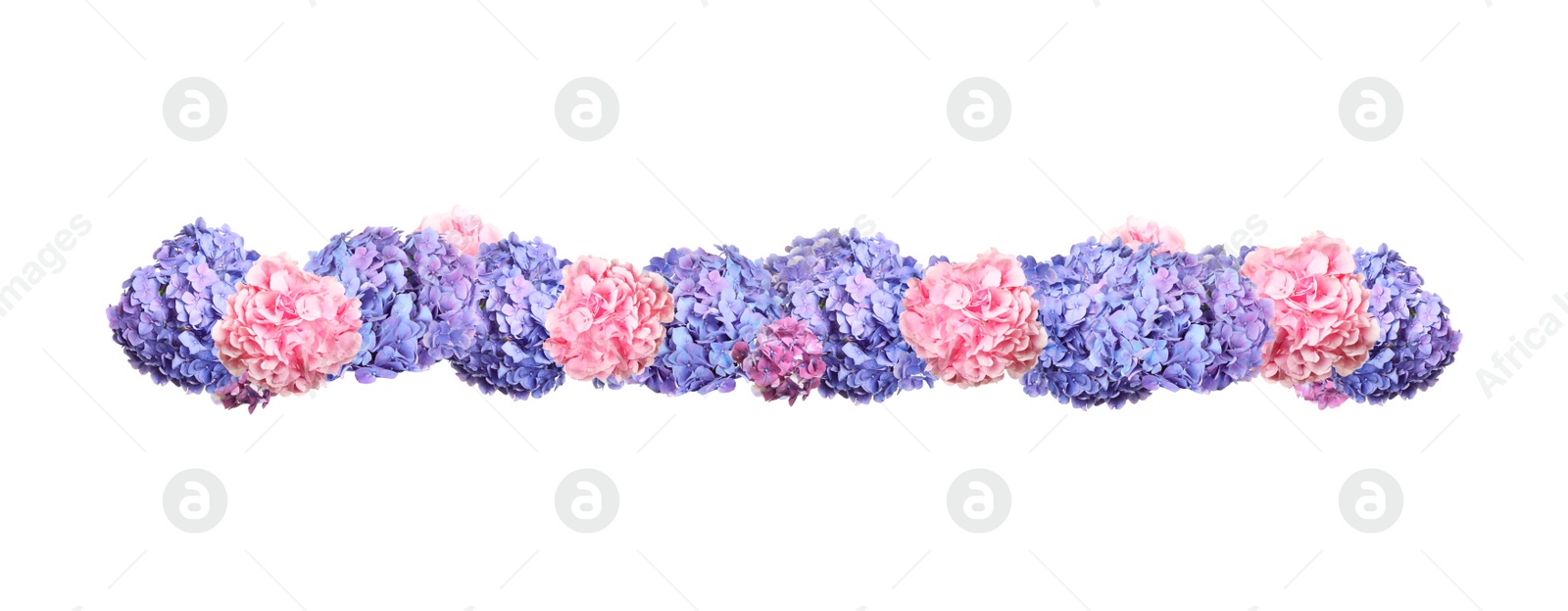 Image of Delicate beautiful hortensia flowers on white background, top view. Banner design