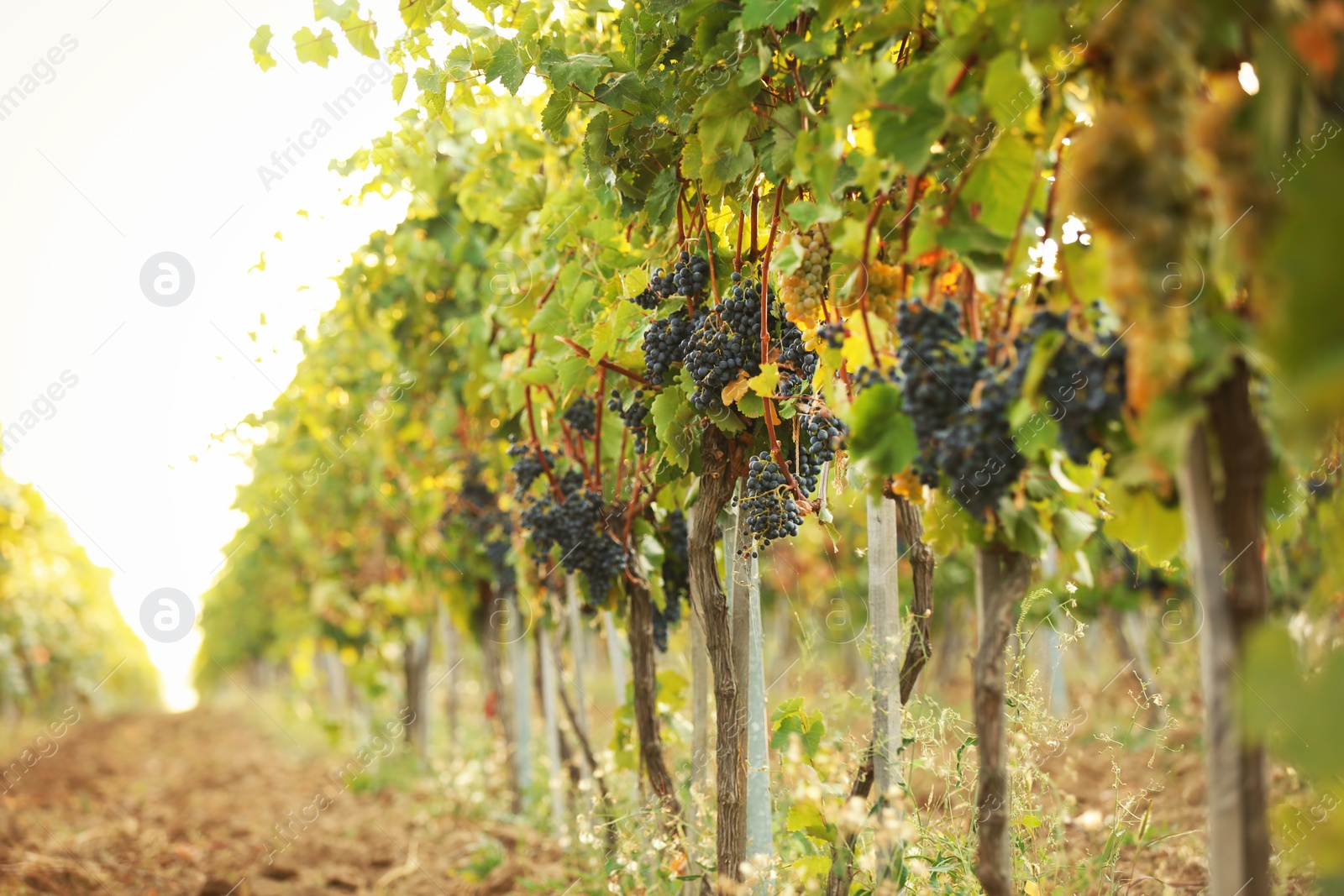 Photo of View of vineyard rows with fresh ripe juicy grapes on sunny day