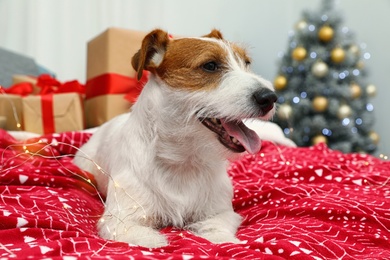 Photo of Cute Jack Russell Terrier dog on bed in room decorated for Christmas. Cozy winter