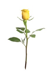 Photo of One beautiful yellow rose isolated on white