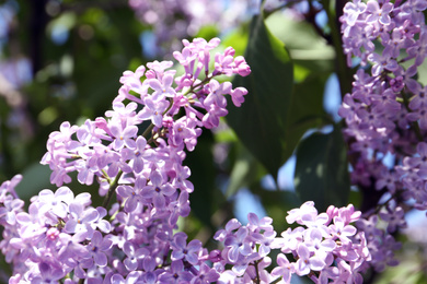 Closeup view of beautiful blooming lilac shrub outdoors