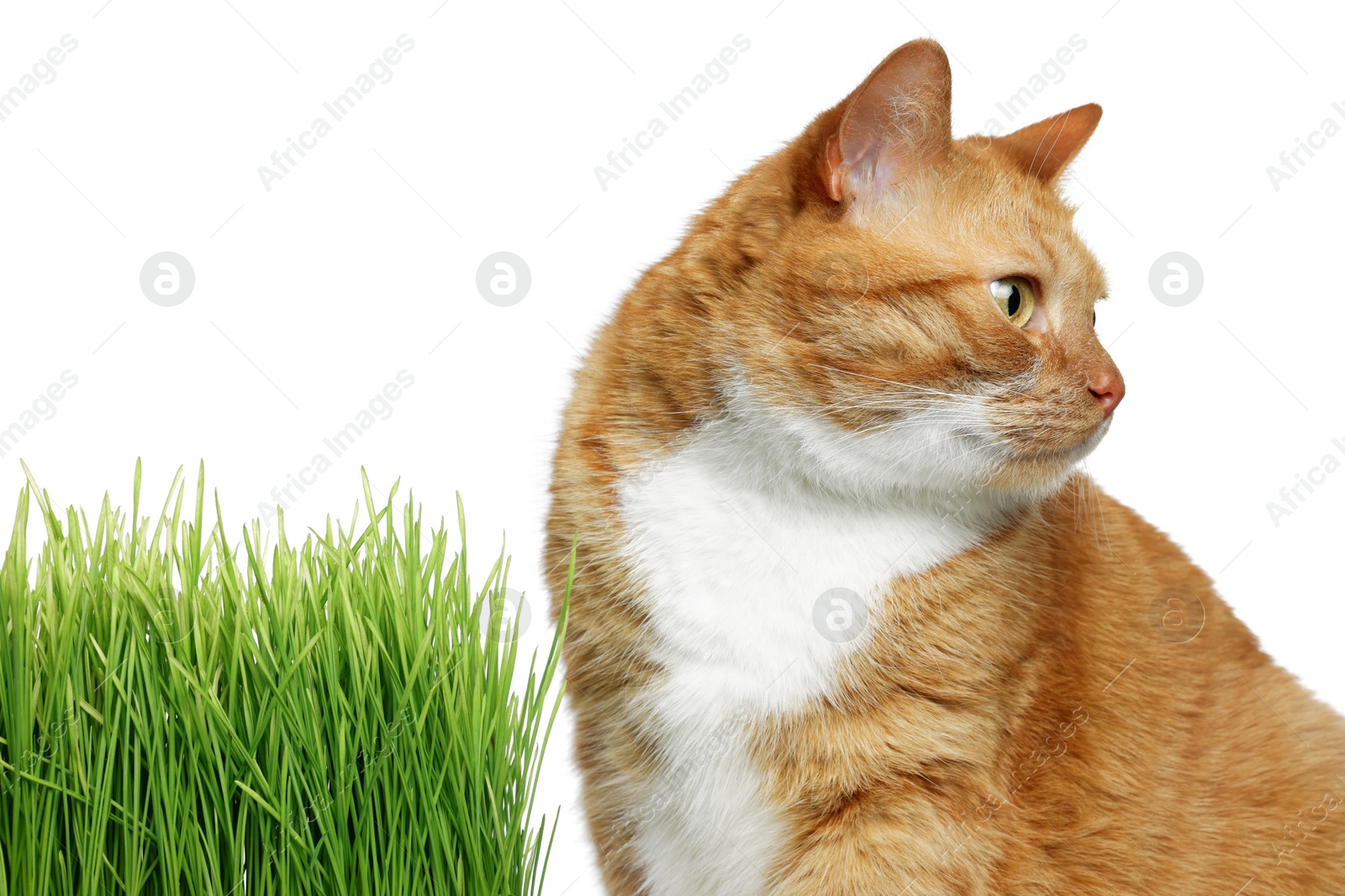 Photo of Cute ginger cat and potted green grass on white background