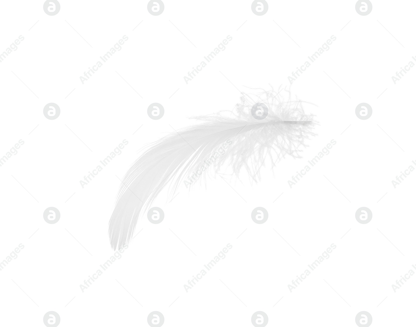 Photo of Beautiful fluffy bird feather isolated on white