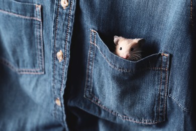 Photo of Cute little hamster in pocket of blue denim shirt