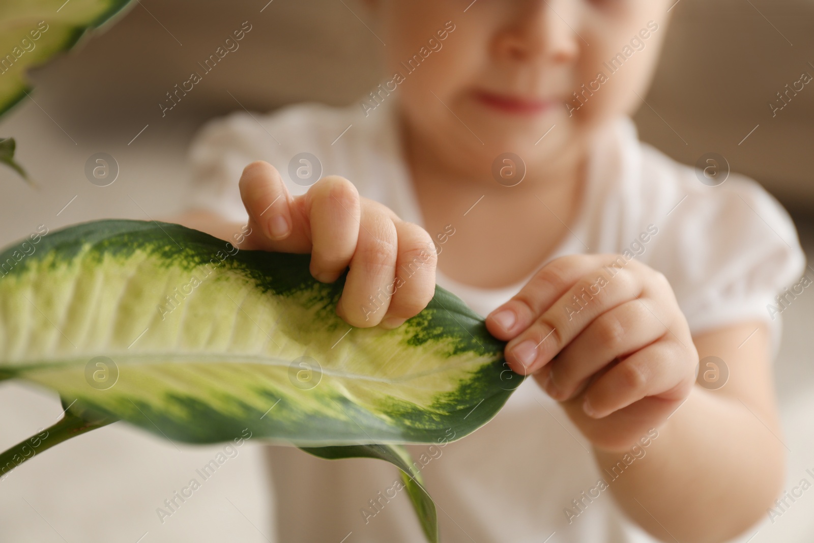 Photo of Little girl playing with houseplant at home, closeup