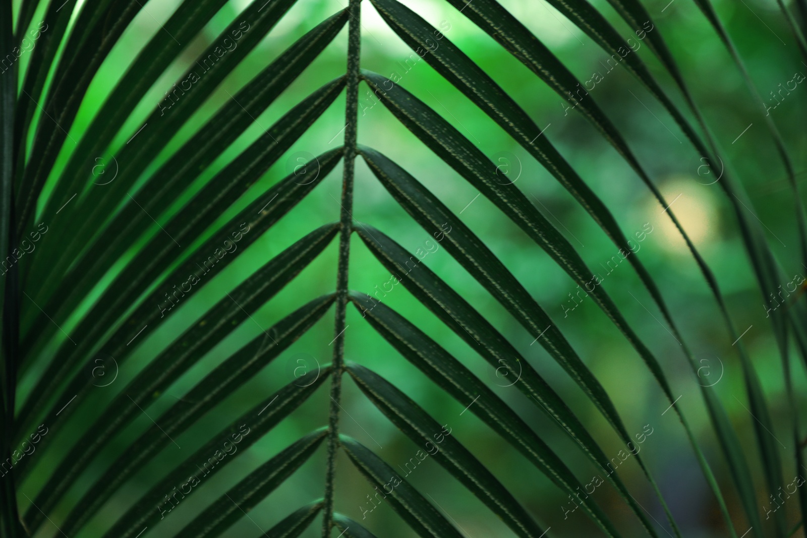 Photo of Beautiful tropical green leaf on blurred background, closeup