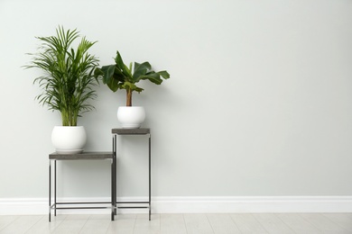 Photo of Exotic house plants on metal tables near grey wall. Space for text