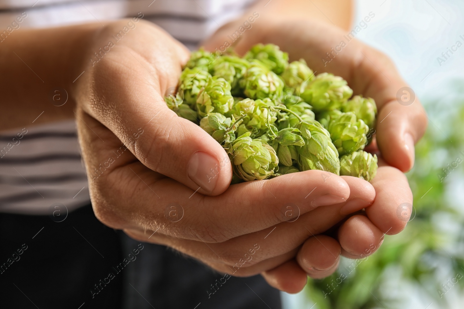 Photo of Woman holding fresh green hops, closeup. Beer production