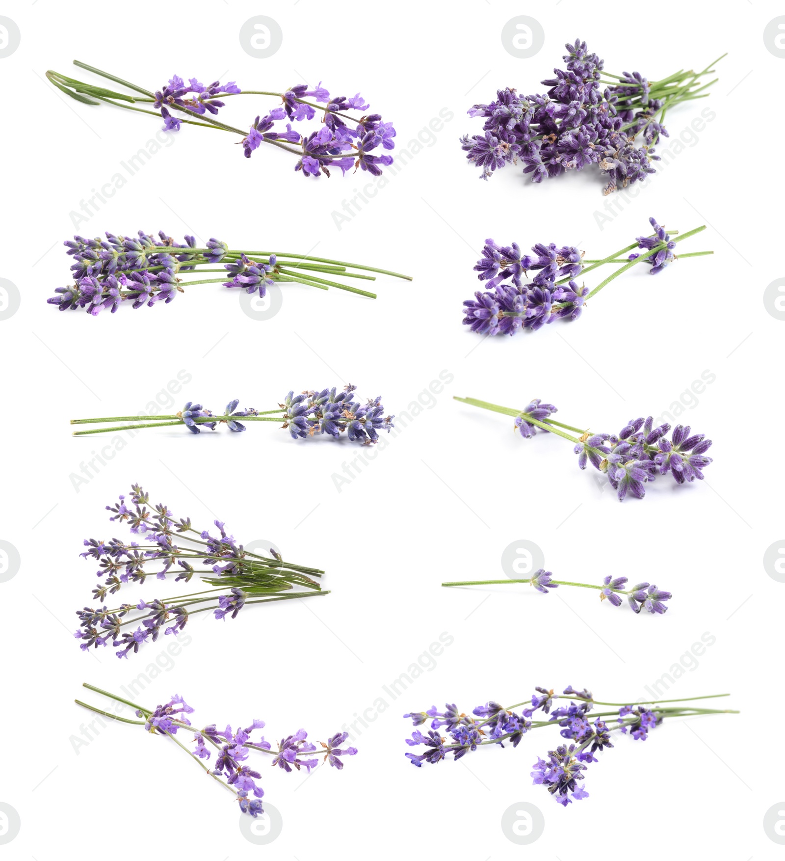 Image of Set of lavender flowers on white background