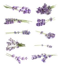 Image of Set of lavender flowers on white background