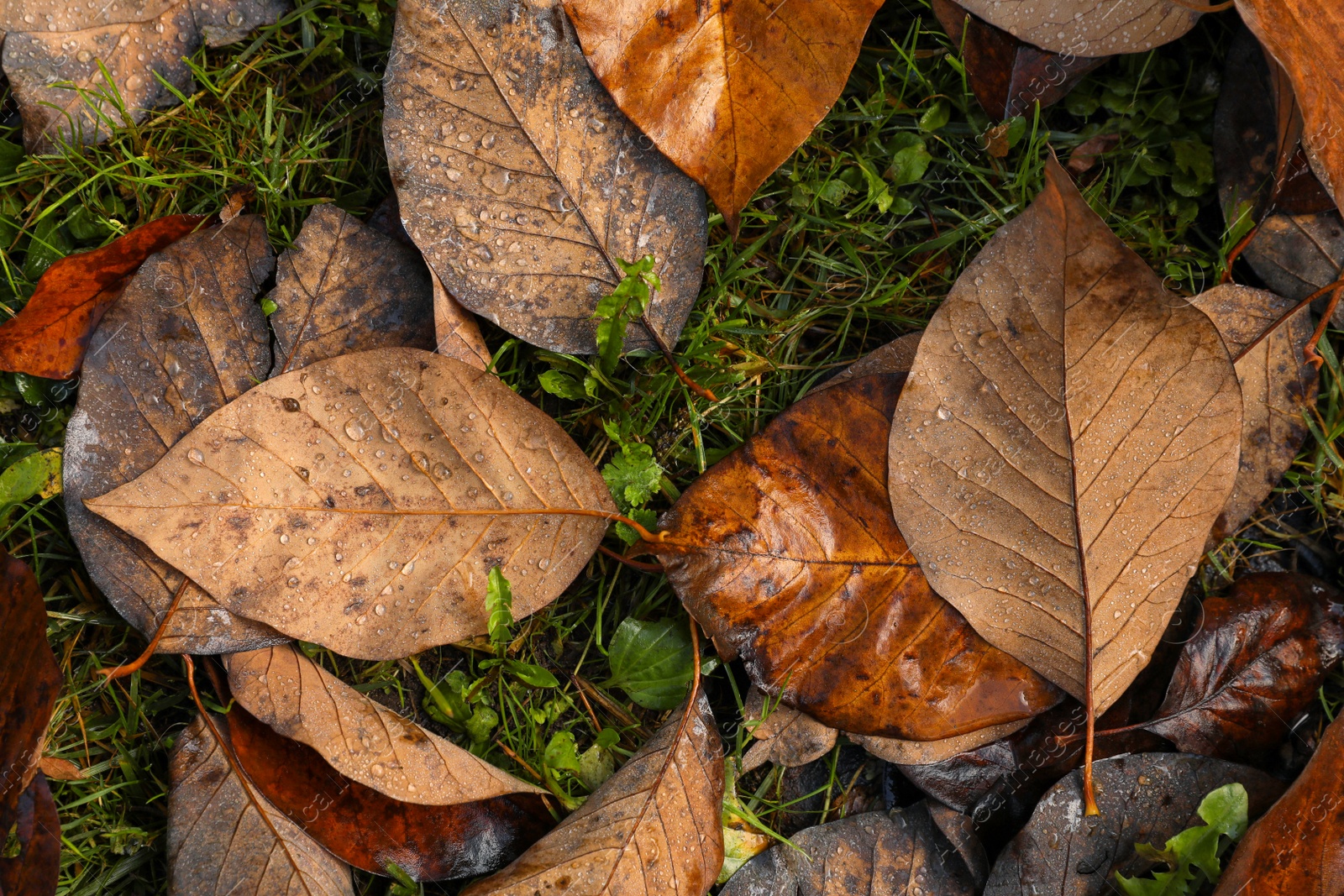 Photo of Beautiful yellowed leaves with dew on green grass, top view