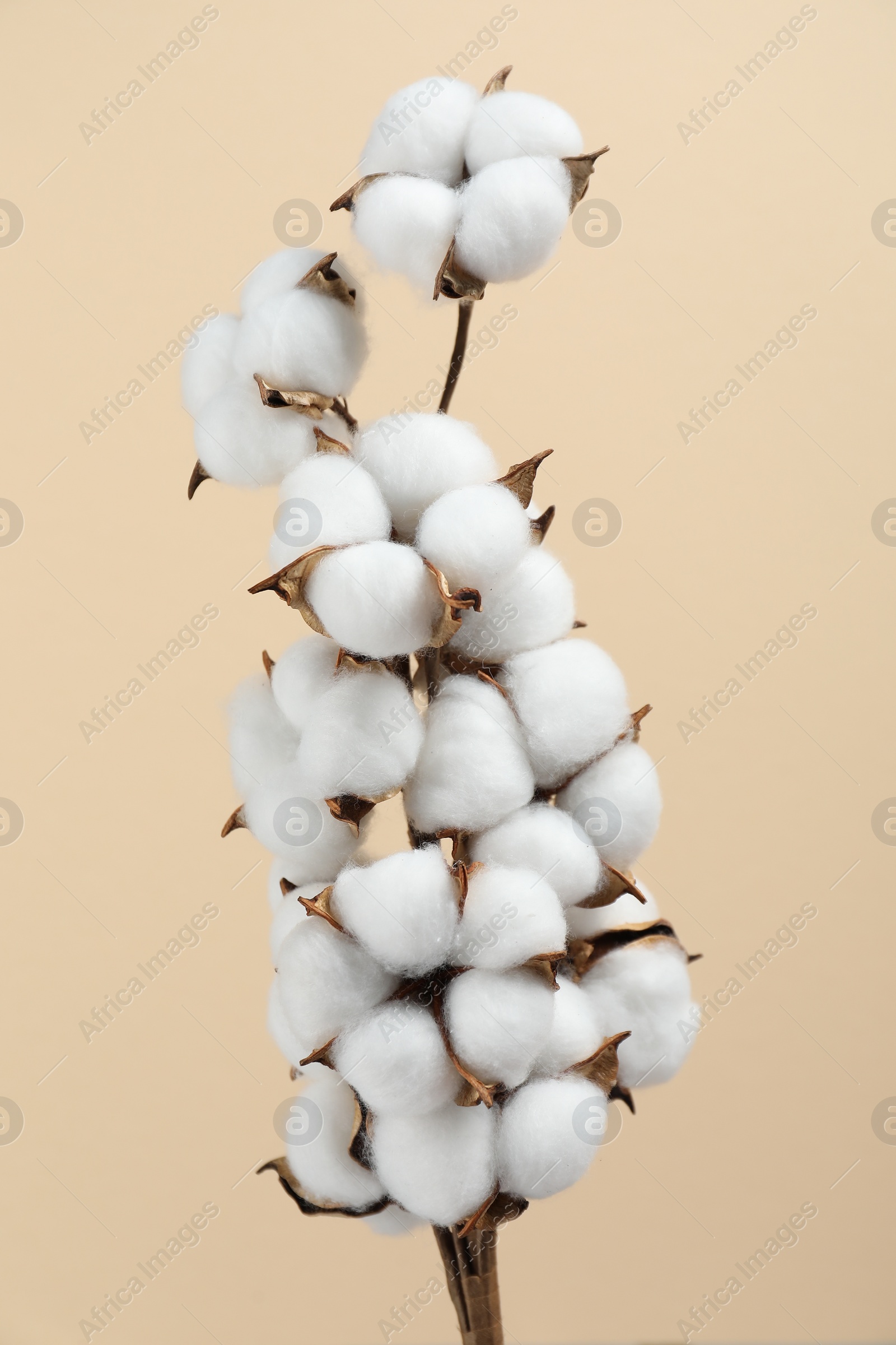 Photo of Beautiful cotton branch with fluffy flowers on beige background